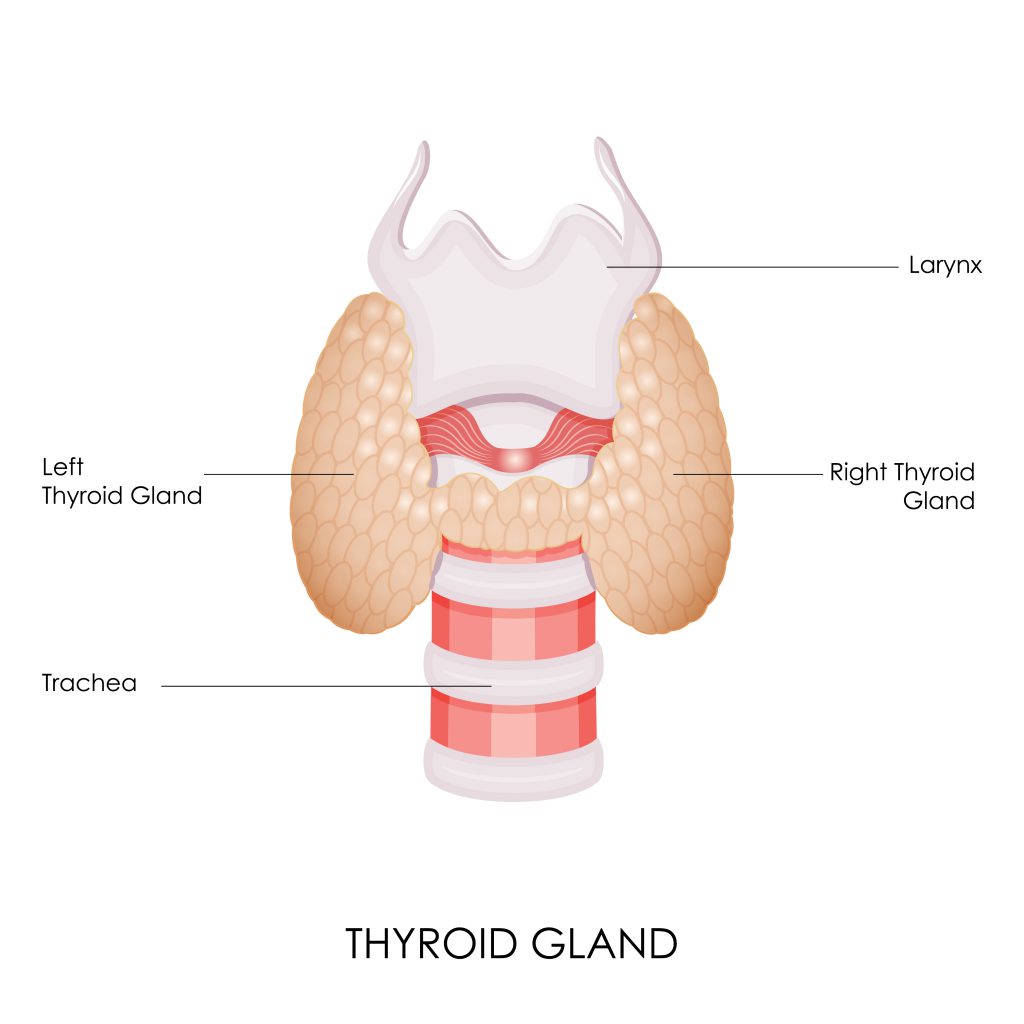 Thyroid Gland